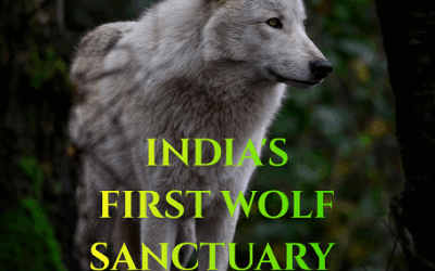 INDIA’S FIRST WOLF SANCTUARY